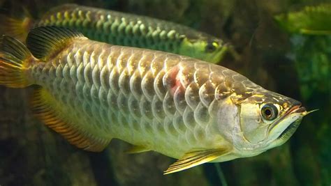 龍魚飼養|龍魚的飼養管理 